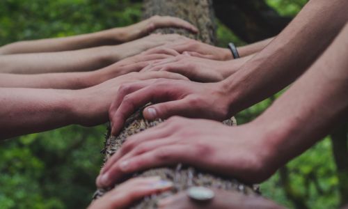 Different skin complexions, all placing their hands on a tree bark. Starting from darkest to lightest.